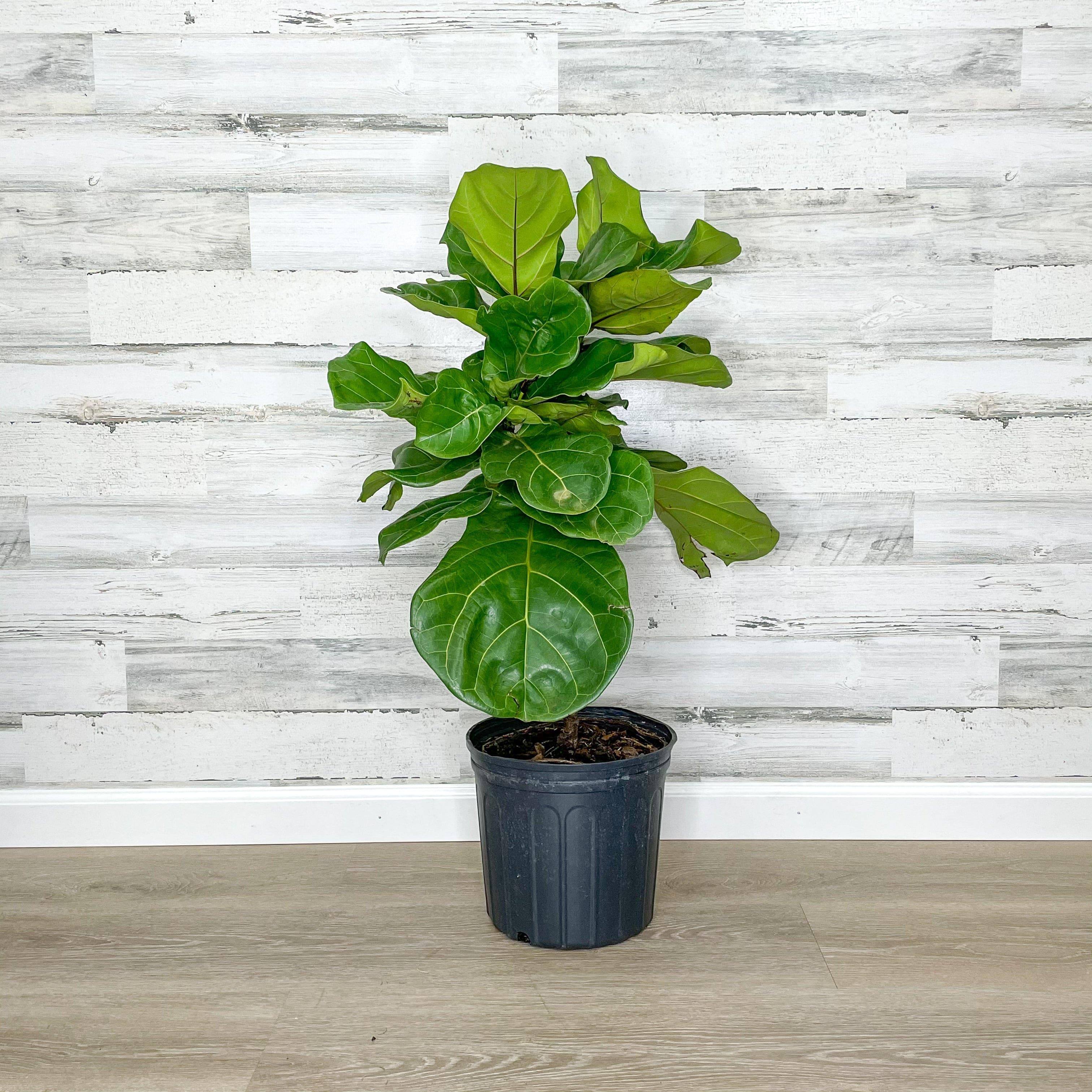 Fiddle Leaf Fig - Tree - 10-inch Pot - Hicks Nurseries
