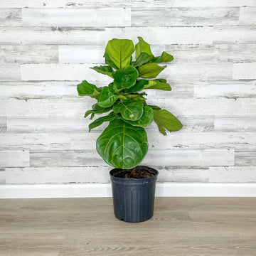 Fiddle Leaf Fig - Tree - 10-inch Pot - Hicks Nurseries