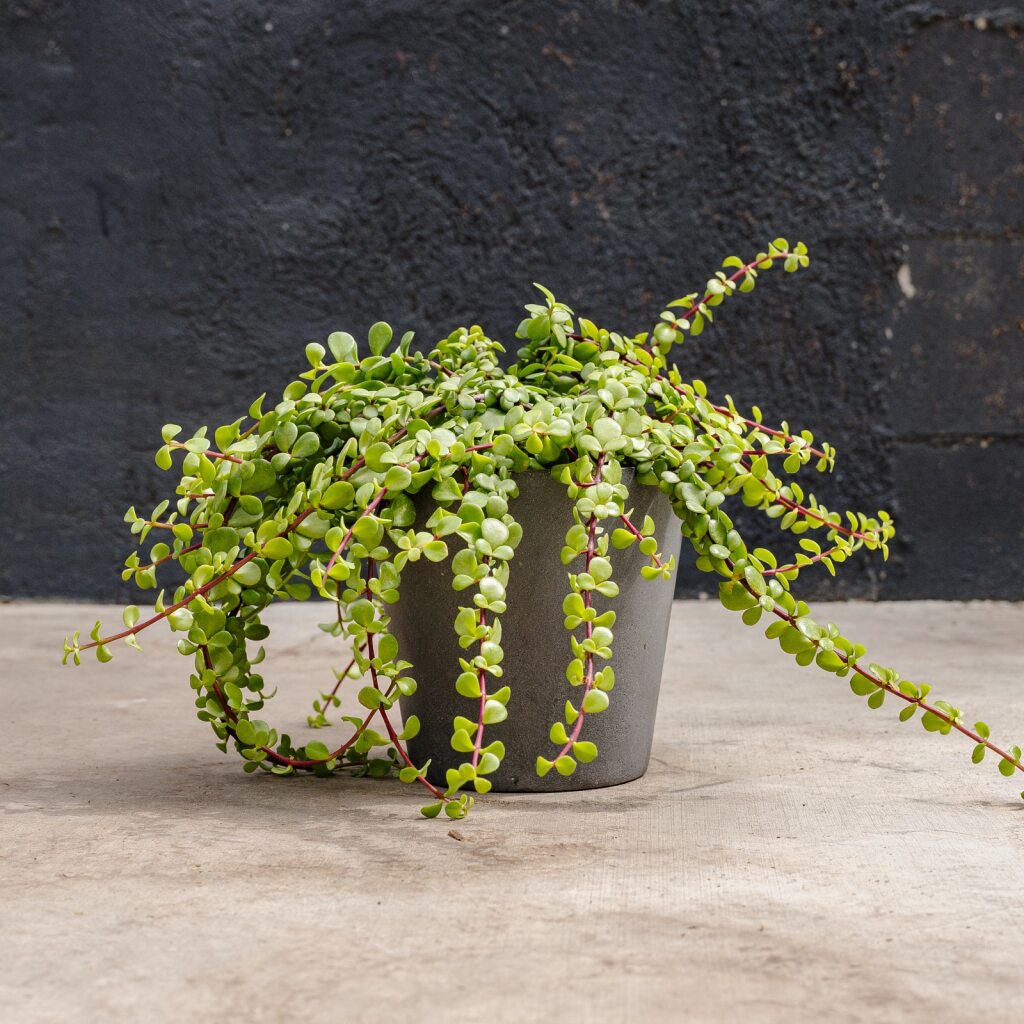 Portulacaria Hanging Minima (Portulacaria afra Minima)