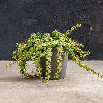 Portulacaria Hanging Minima (Portulacaria afra Minima)