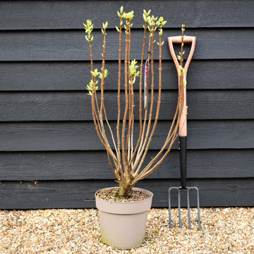 Syringa Vulgaris Souvenir d'Alice Harding | Lilac - Height 80-100cm - 10lt