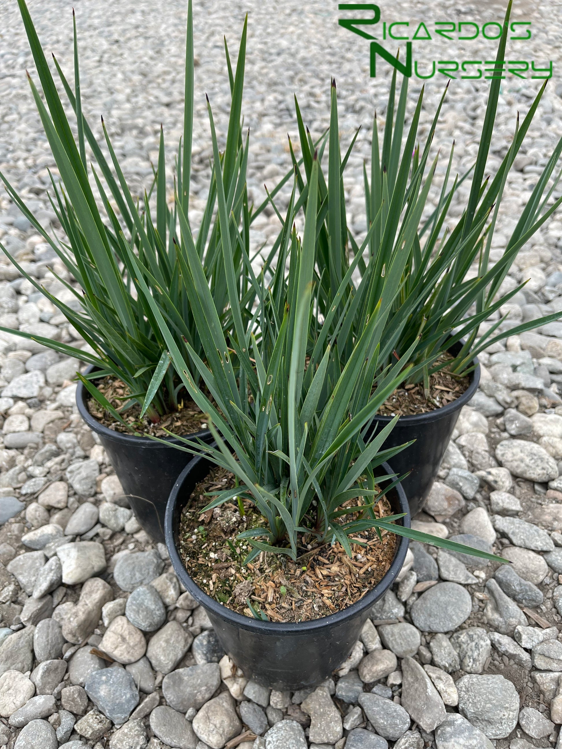 Dianella revoluta Little Rev (Little Rev Flax Lily)