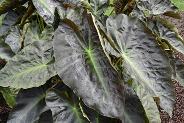 Colocasia Hawaii Aloha