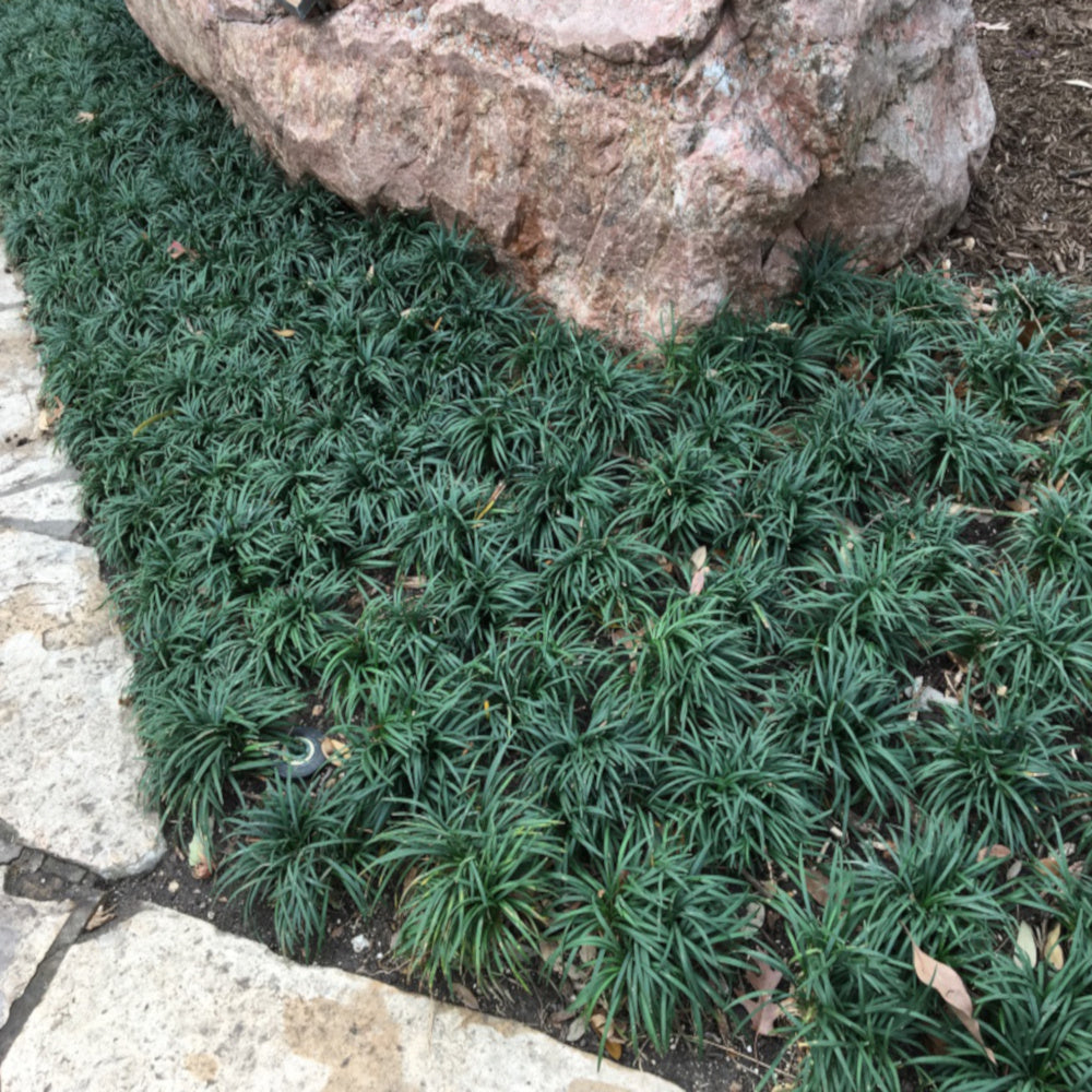 Grass Ophiopogon Dwarf Mondo Grass Plant in a 6-in. (1-Gal.) Grower Pot