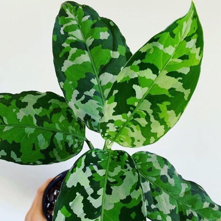 Aglaonema Pictum tricolor starter plant **(ALL plants require you to purchase ANY 2 plants!)**