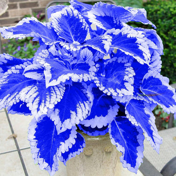 Blue-White Coleus Herb Seeds for Planting – Heirloom, Non-GMO, Easy to Grow, Shade-Loving