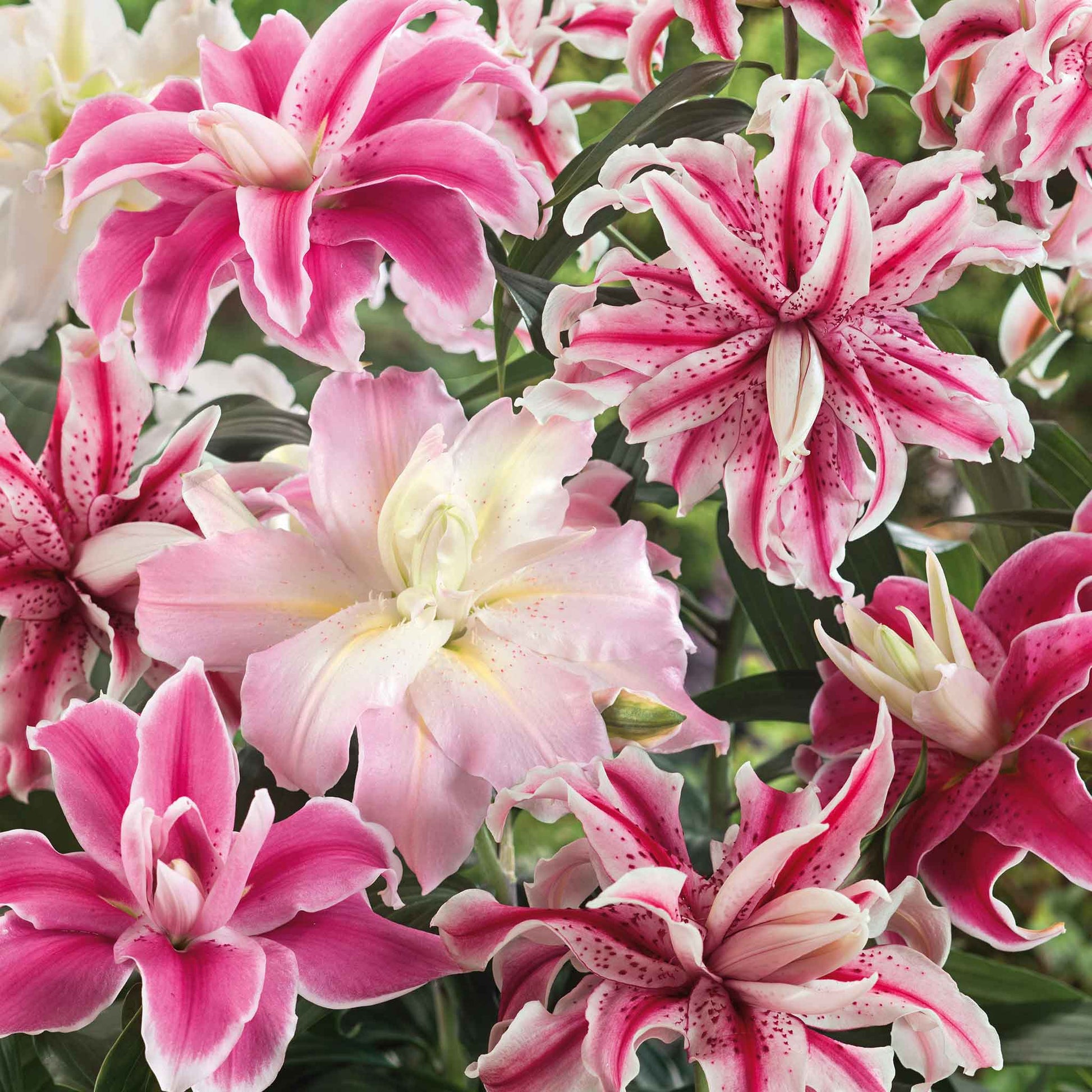 Pink double oriental lily mix in full bloom against a soft blurred background.