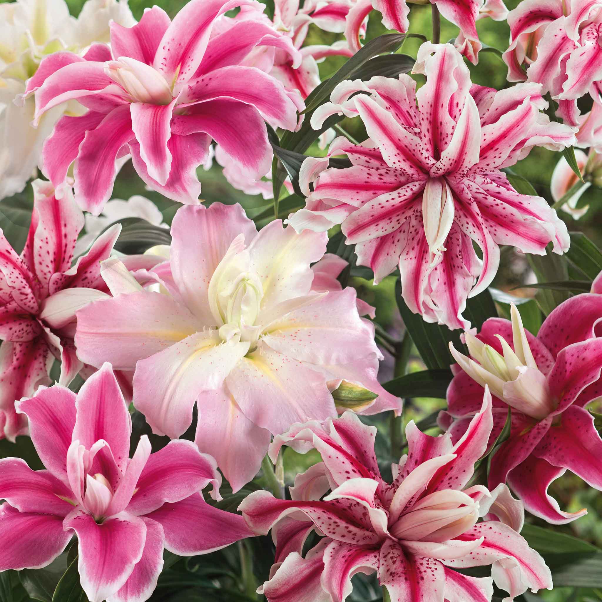Pink double oriental lily mix in full bloom against a soft blurred background.