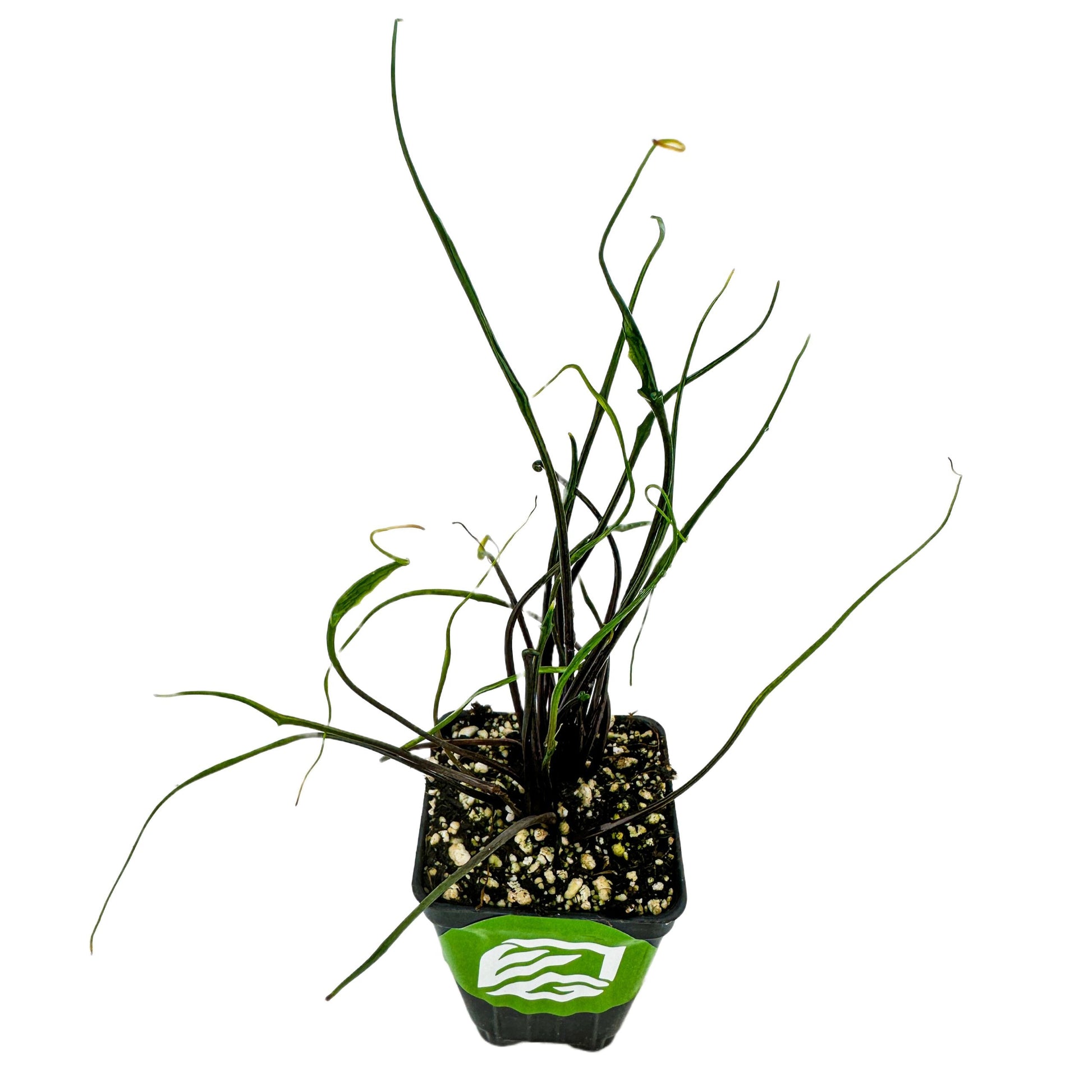 A small potted Flying Squid Elephant Ear (Alocasia plumbae) by Wellspring Gardens has long, thin green stems and narrow leaves, growing in soil with white perlite, set against a white background.