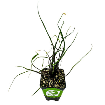 A small potted Flying Squid Elephant Ear (Alocasia plumbae) by Wellspring Gardens has long, thin green stems and narrow leaves, growing in soil with white perlite, set against a white background.