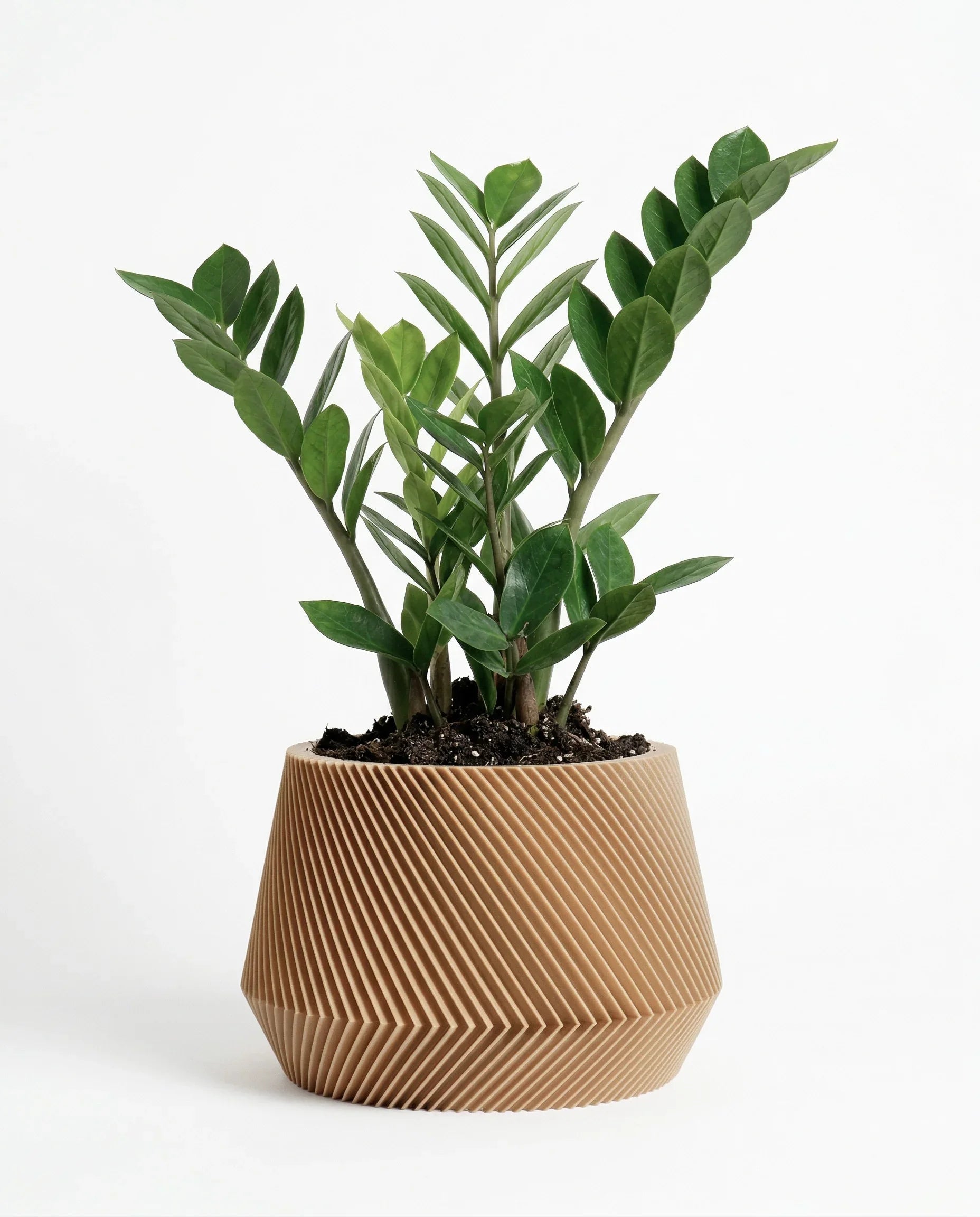 Oslo planter in natural color with Zamioculcas plant on a white background Minimum design #color_Natural