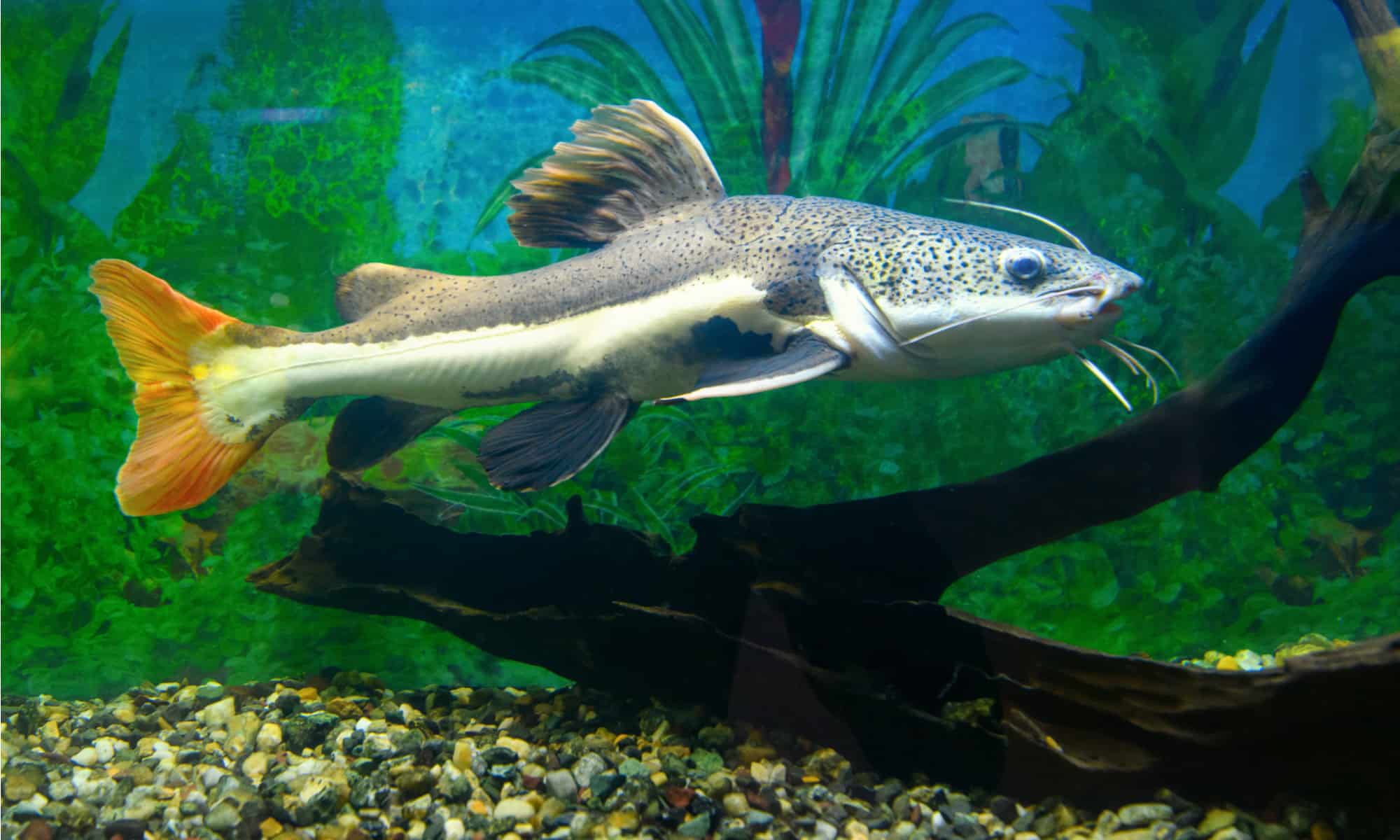 South American Redtail Catfish (Phractocephalus hemioliopterus) 3"+