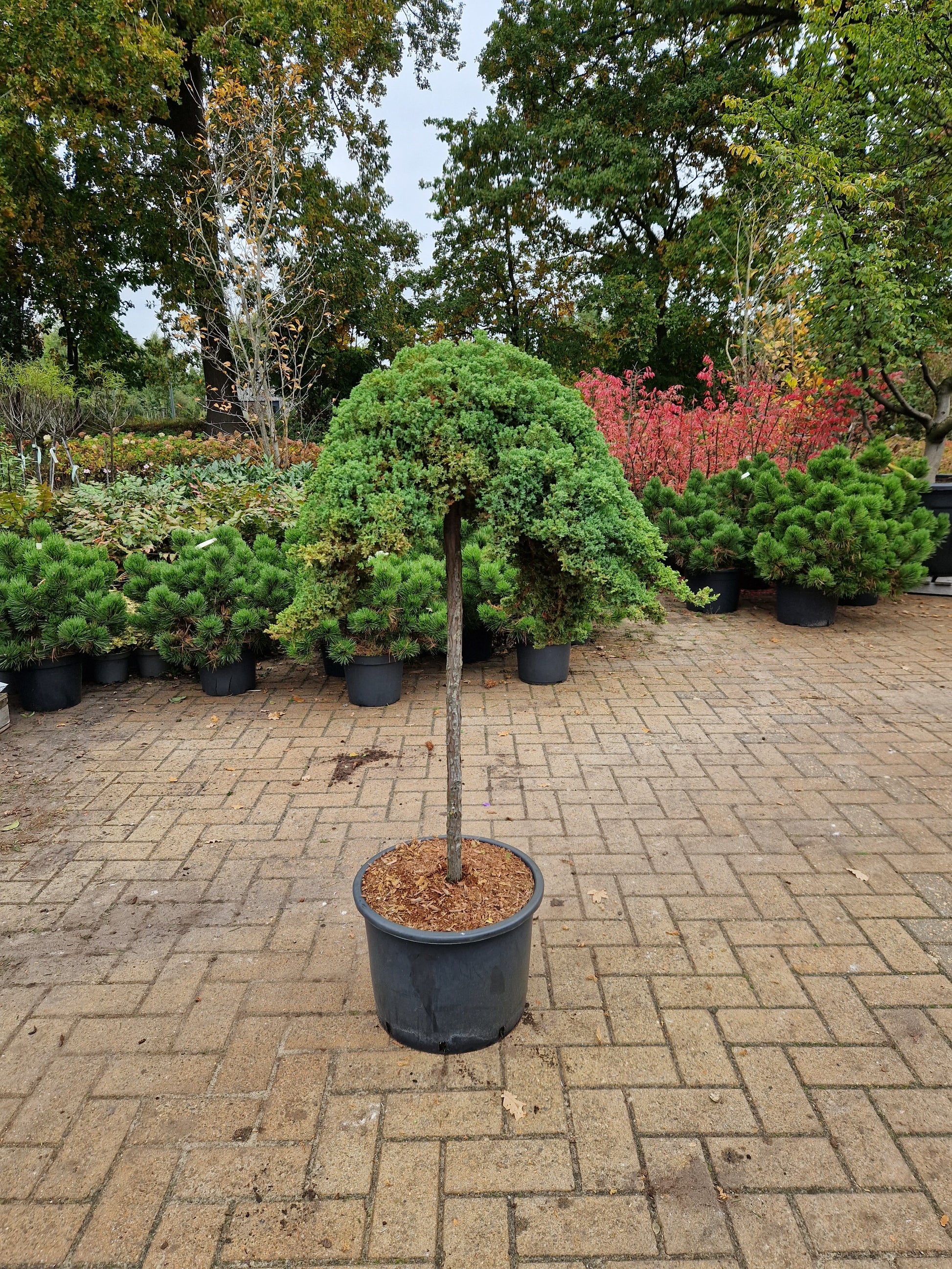 Juniperus procumbens Nana jeneverbes op stam