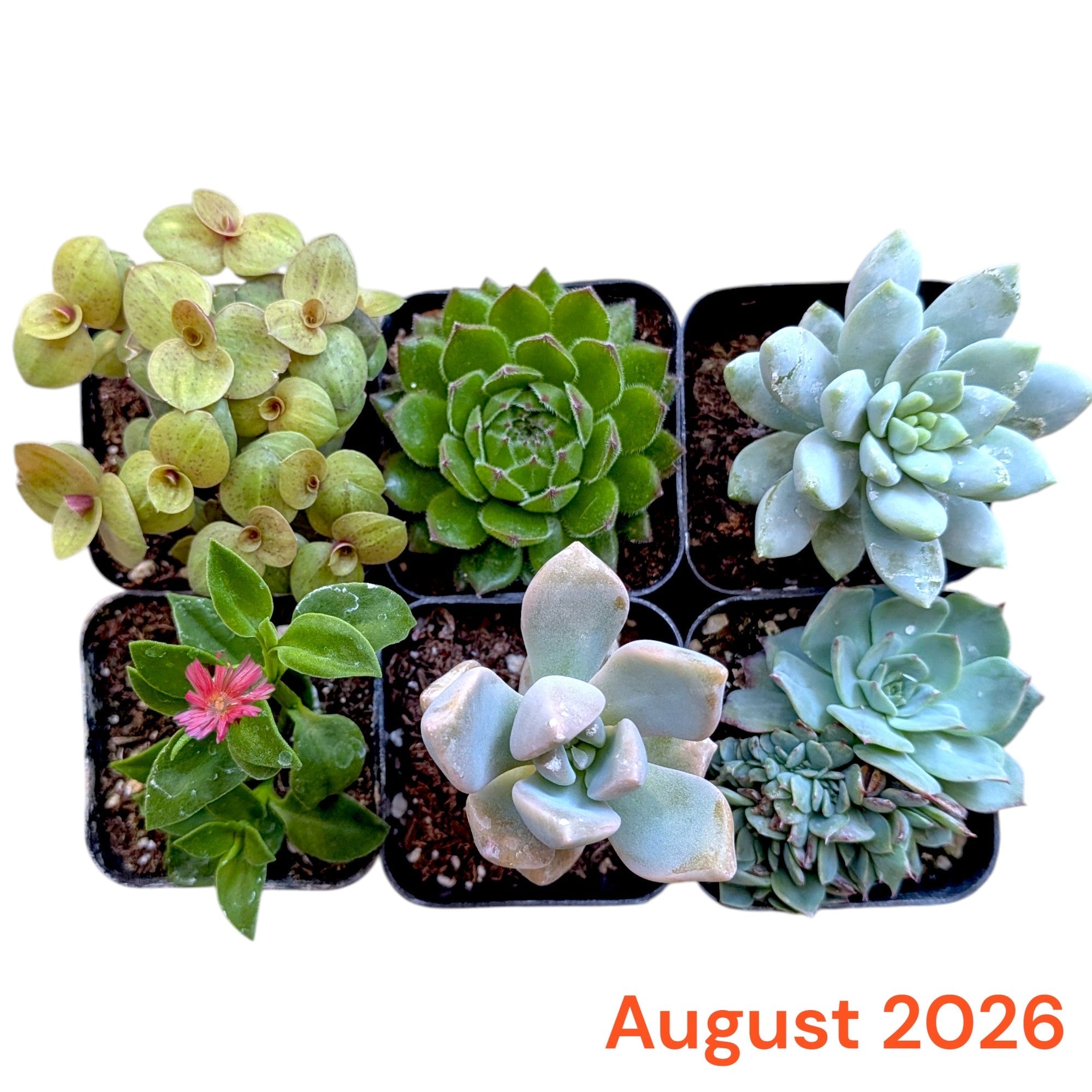 Six small potted succulents arranged in a 2x3 grid on a white background, with the text 'August 2026' in orange at the bottom right.