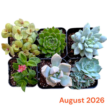 Six small potted succulents arranged in a 2x3 grid on a white background, with the text 'August 2026' in orange at the bottom right.