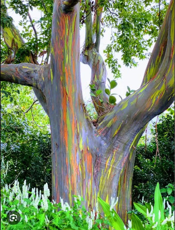 Rainbow Eucalyptus Starter Tree Seedling 16”-21” Eucalyptus deglupta Rooted Sapling Plant