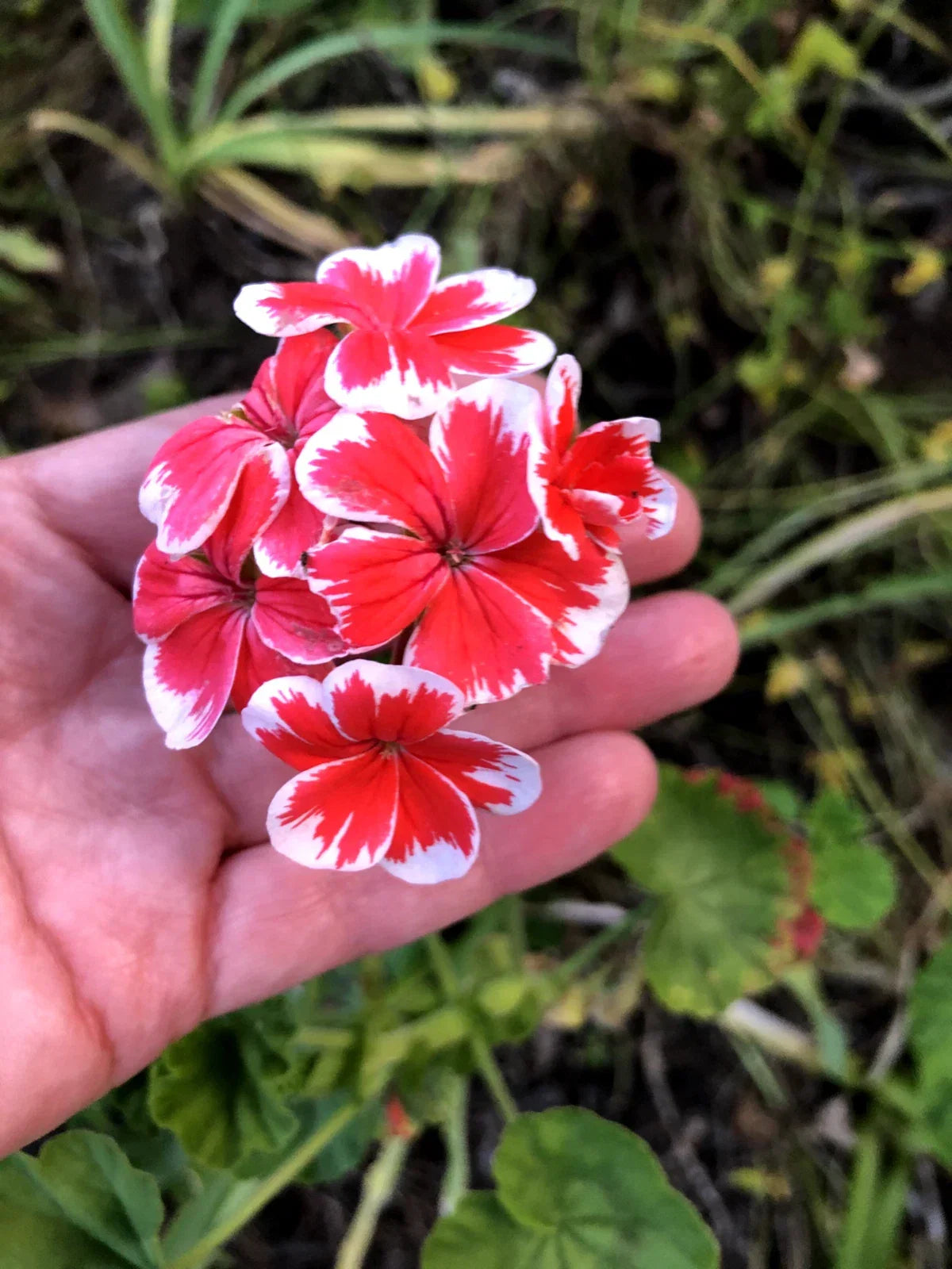 Rare Red & White Pelargonium Zonal Geranium 6" Starter Cutting - Fresh Live Plant