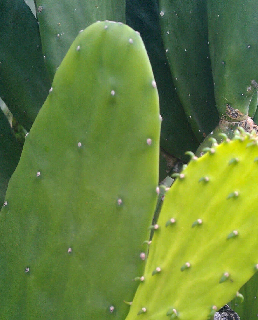 Miniature Prickly Pear Cactus - Easy Care Opuntia Succulent - Rooted Plant for Home or Office