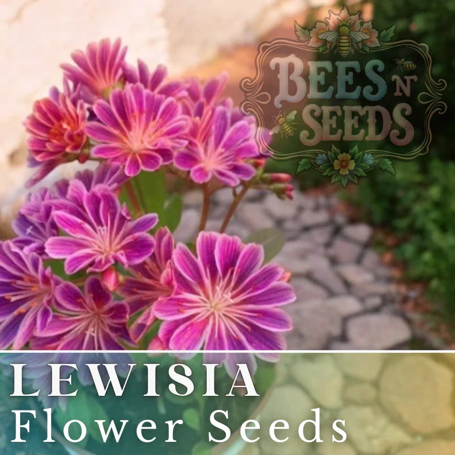 Lewisia Seeds - Warm Orchid Flower Seeds, Non-GMO, 35 or 100 Seeds, Perfect for Garden Planting