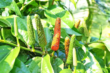 Piper Longum Live Plant 5-10 Inches Tall, Rare Medicinal Long Pepper - Pipali, Ayurvedic Herbal Plant, Pesticide Free