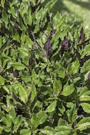 Okinawa Spinach Starter Plant - 5 Bare Root Gynura Crepioides - Nutritious Perennial Garden Vegetable - Green & Purple Foliage