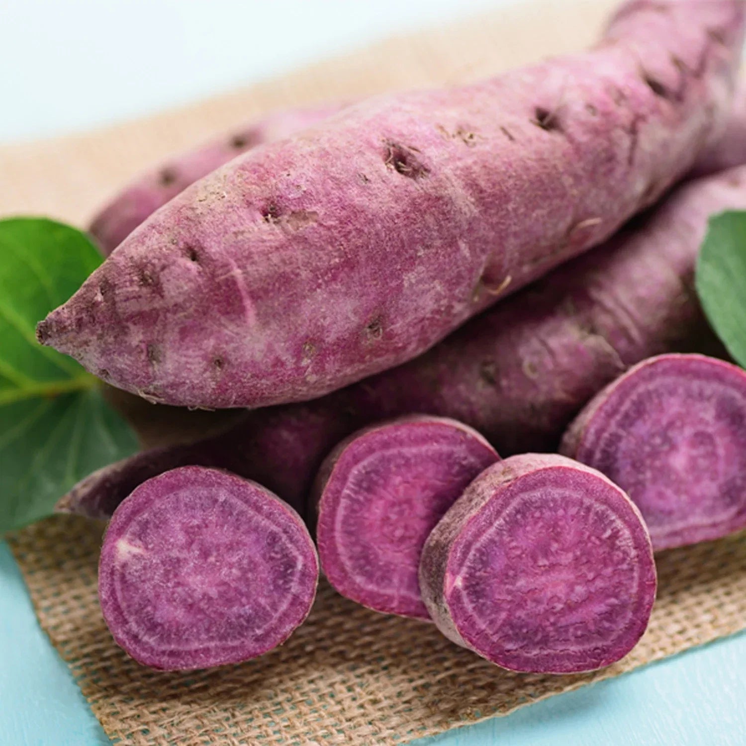Organic Purple Sweet Potato Yams - 5 Pounds - Ready to Grow - Ipomoea batatas