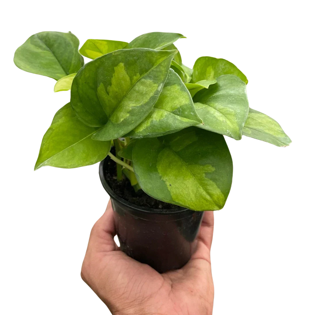 Pothos Plant - Global Green Variety - Easy Care Houseplant - Epipremnum aureum
