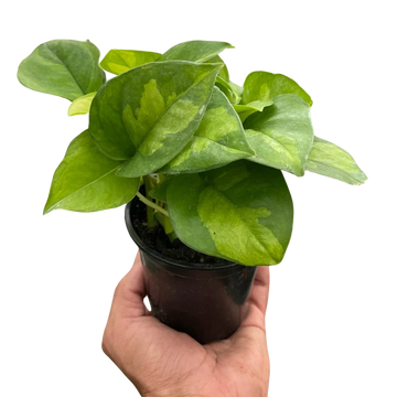 Pothos Plant - Global Green Variety - Easy Care Houseplant - Epipremnum aureum