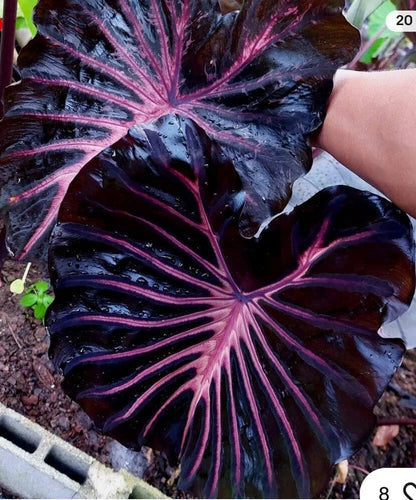 Small Rooted Starter Plant - Black Lava Elephant Ear - Colocasia esculenta - Healthy Well-Rooted Indoor/Outdoor Plant