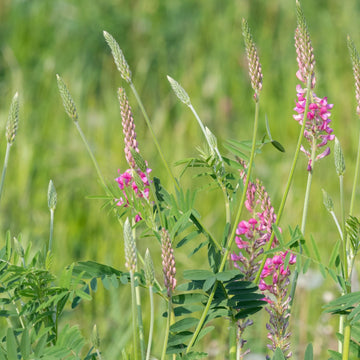 sainfoin flower uk native