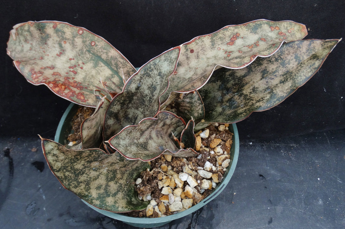 Sansevieria kirkii 'Coppertone' (Dracaena) *5 Growing Points*
