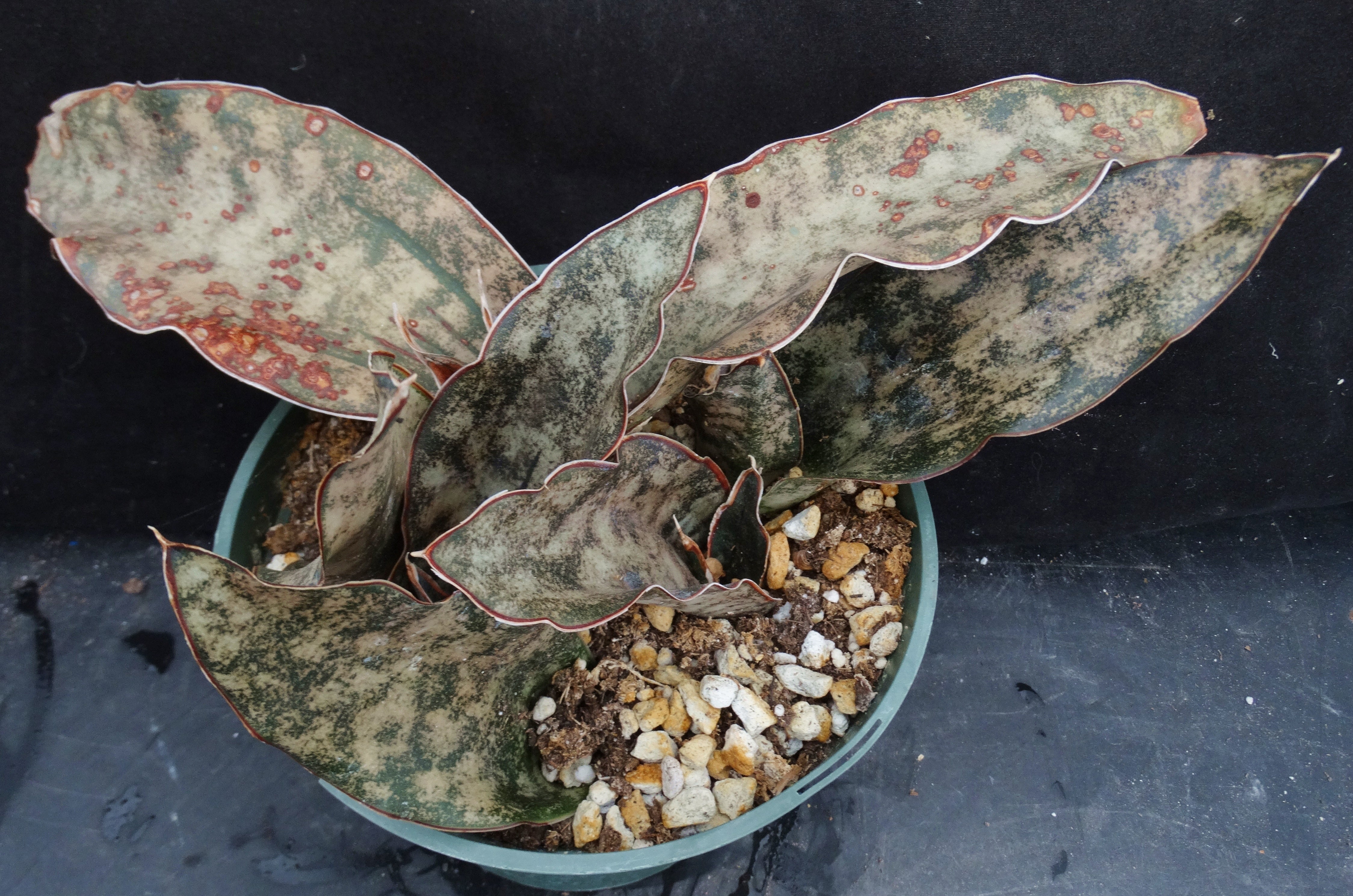 Sansevieria kirkii 'Coppertone' (Dracaena) *5 Growing Points*