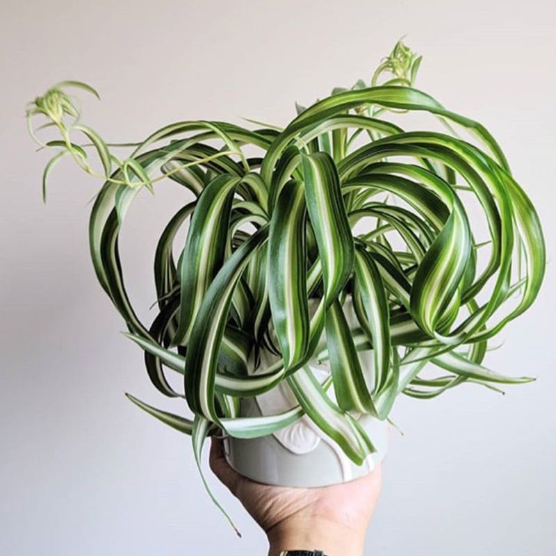 Spider Plant ( Chlorophytum comosum ' Bonnie ' )