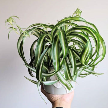 Spider Plant ( Chlorophytum comosum ' Bonnie ' )
