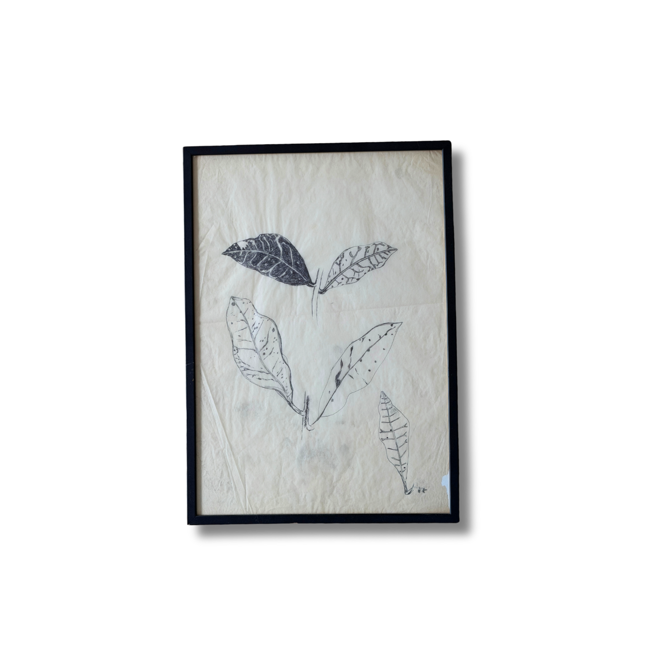 The Leaves